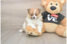 Pomeranian Puppy for Adoption