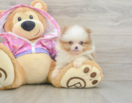 9 week old Pomeranian Puppy For Sale - Seaside Pups