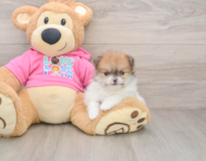 7 week old Pomeranian Puppy For Sale - Seaside Pups