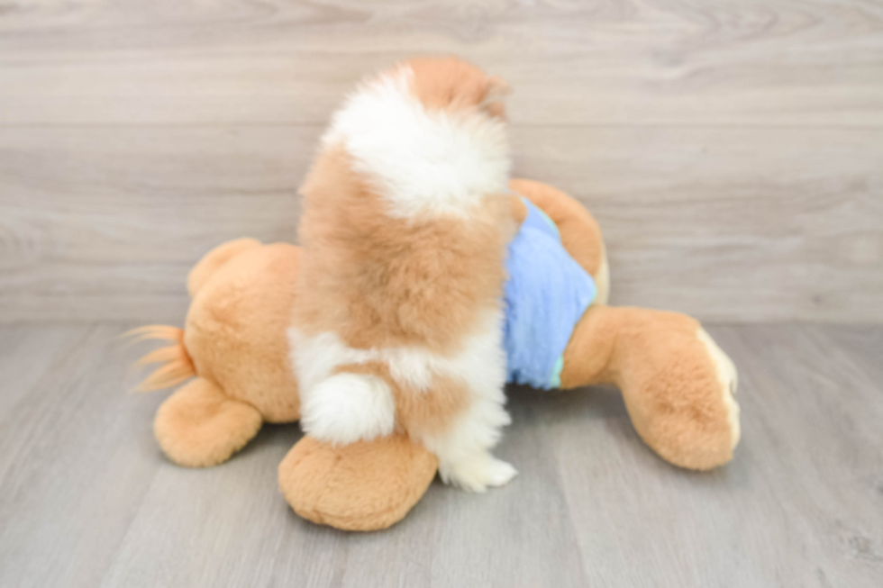 Smart Swergspitz Purebred Puppy