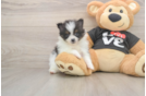 Fluffy Dwarf Spitz Purebred Puppy
