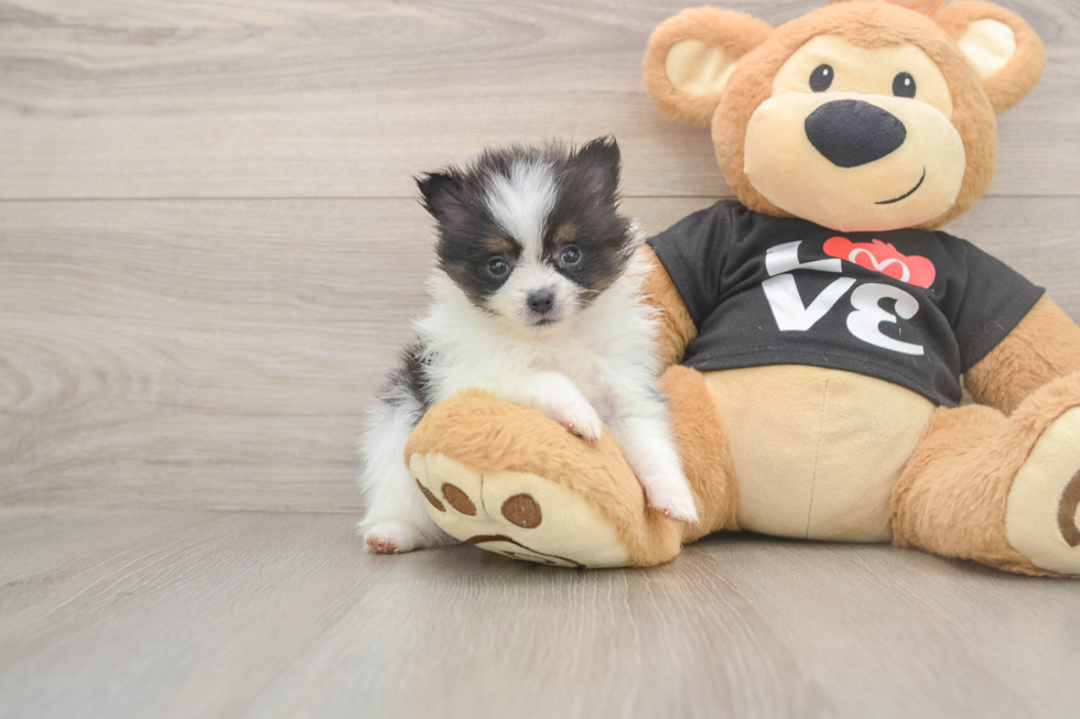 Fluffy Dwarf Spitz Purebred Puppy