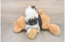 Best Pomeranian Baby