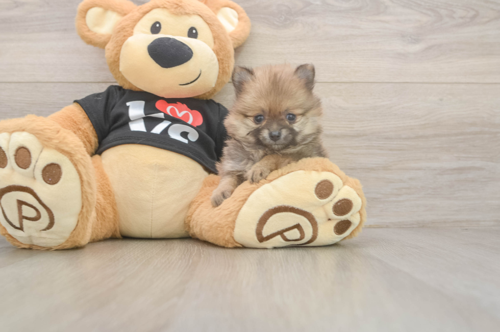 5 week old Pomeranian Puppy For Sale - Seaside Pups