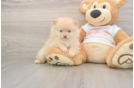 Pomeranian Pup Being Cute