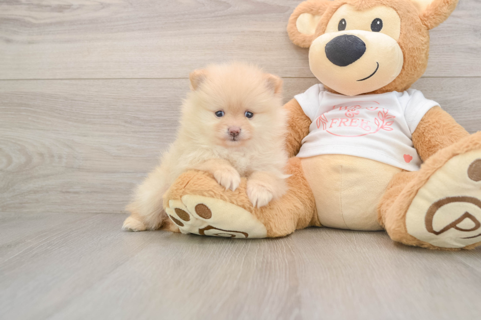 Pomeranian Pup Being Cute