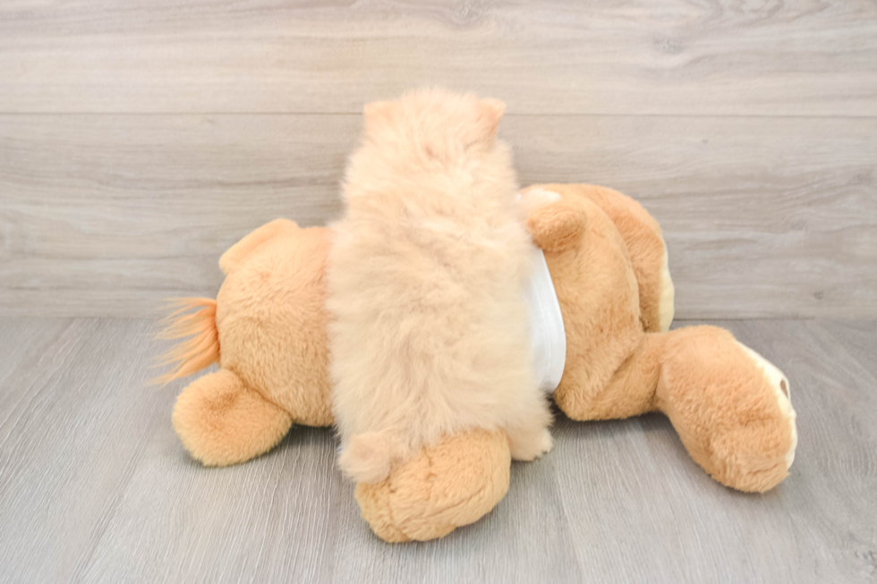Funny Pomeranian Purebred Pup