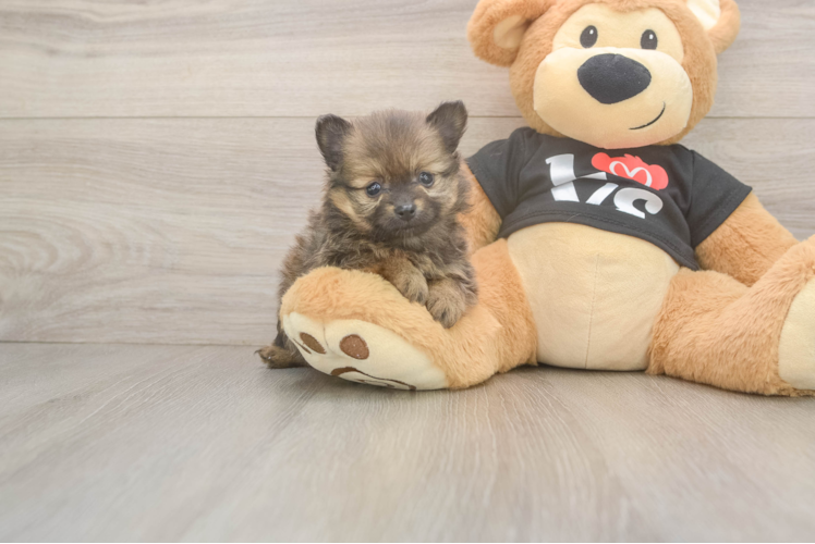 Best Pomeranian Baby