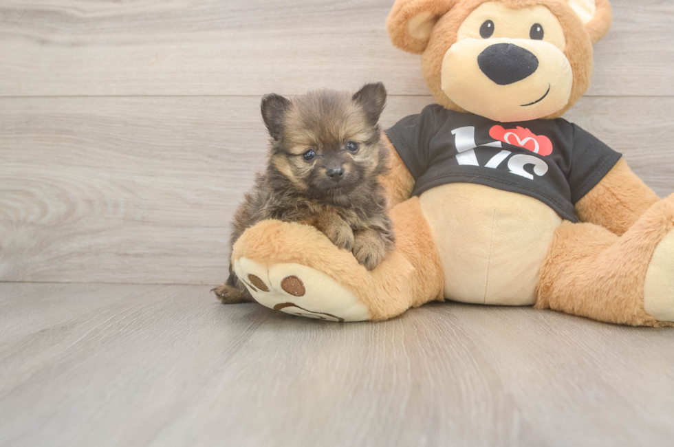 5 week old Pomeranian Puppy For Sale - Seaside Pups