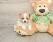 7 week old Pomeranian Puppy For Sale - Seaside Pups