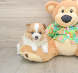 6 week old Pomeranian Puppy For Sale - Seaside Pups