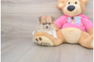 Pomeranian Puppy for Adoption
