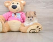 8 week old Pomeranian Puppy For Sale - Seaside Pups