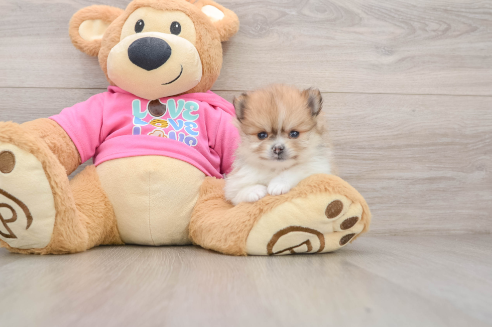 Small Pomeranian Purebred Pup