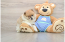 Pomeranian Pup Being Cute