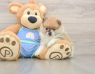 7 week old Pomeranian Puppy For Sale - Seaside Pups