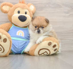 8 week old Pomeranian Puppy For Sale - Seaside Pups