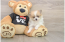 Little Pomeranian Baby