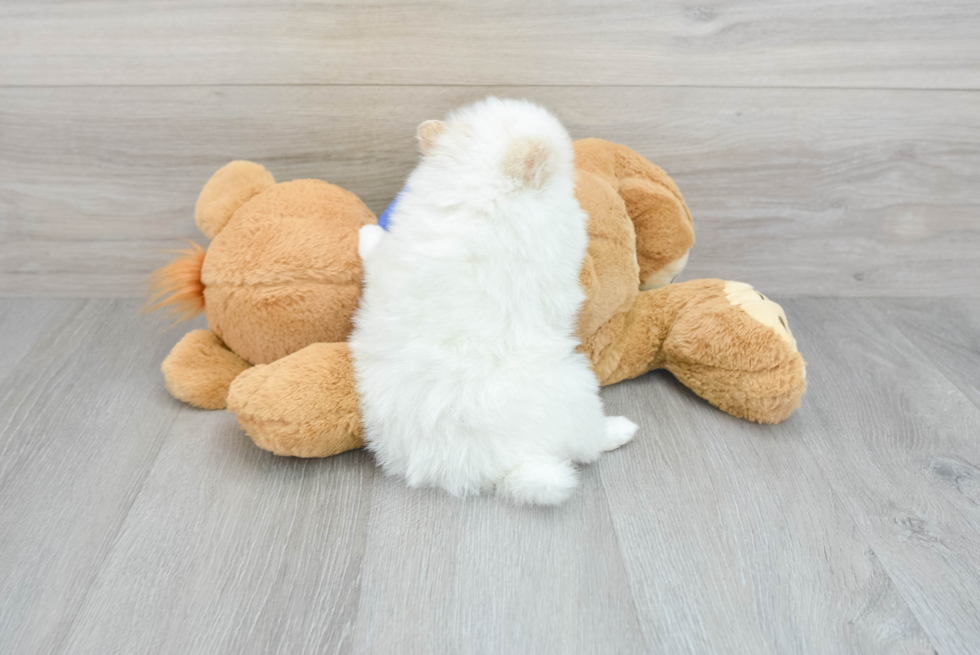 Pomeranian Pup Being Cute