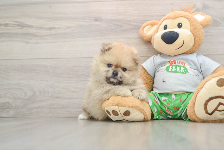 Best Pomeranian Baby