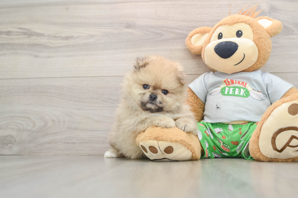 Best Pomeranian Baby