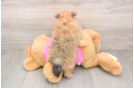 Playful Pomeranian Baby