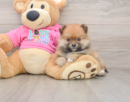 8 week old Pomeranian Puppy For Sale - Seaside Pups