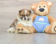 8 week old Pomeranian Puppy For Sale - Seaside Pups