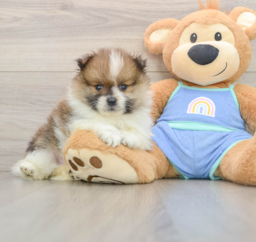 8 week old Pomeranian Puppy For Sale - Seaside Pups