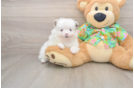 Pomeranian Puppy for Adoption