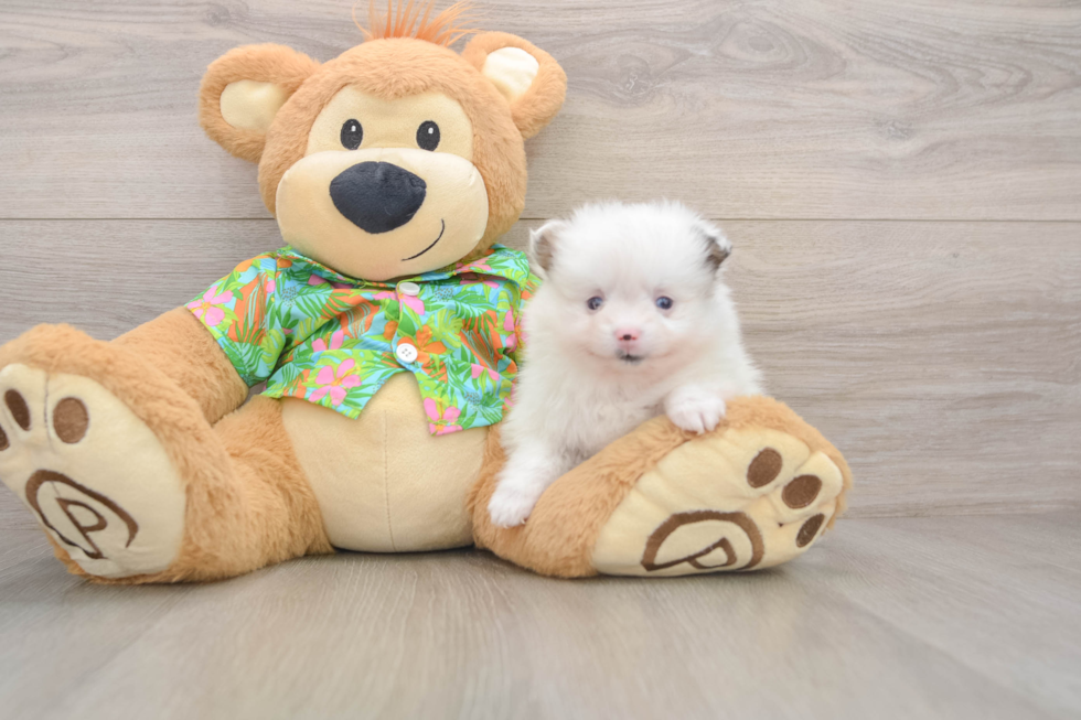 Best Pomeranian Baby