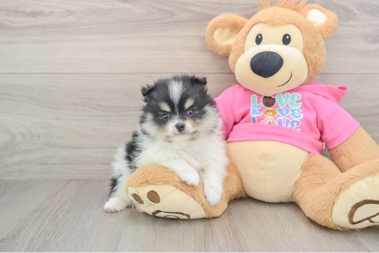 Fluffy Pom Pom Purebred Puppy