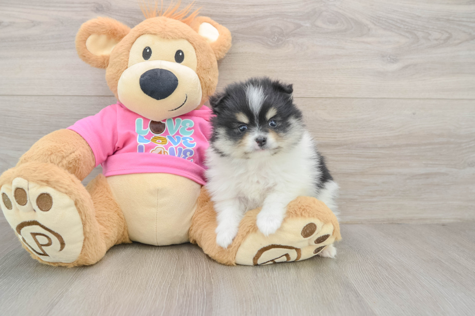 Akc Registered Pomeranian Purebred Pup