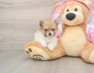 9 week old Pomeranian Puppy For Sale - Seaside Pups