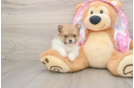 Sweet Pom Purebred Puppy
