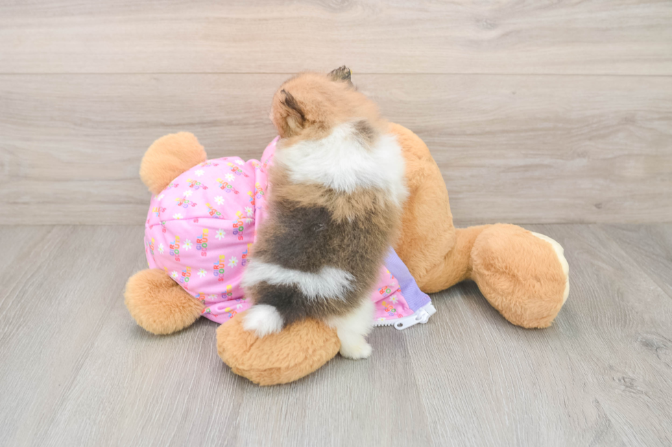 Friendly Pomeranian Purebred Pup
