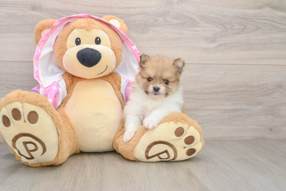 Hypoallergenic Pomeranian Purebred Pup