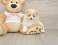 7 week old Pomeranian Puppy For Sale - Seaside Pups