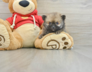 7 week old Pomeranian Puppy For Sale - Seaside Pups