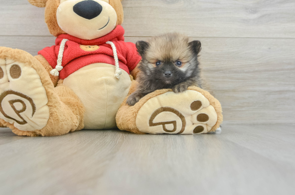 10 week old Pomeranian Puppy For Sale - Seaside Pups