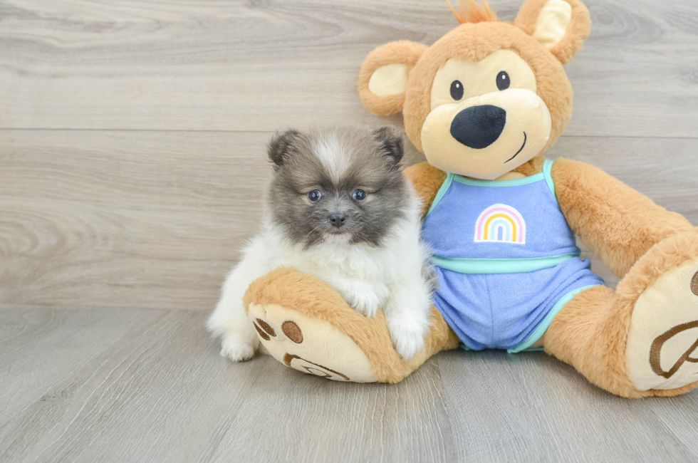 6 week old Pomeranian Puppy For Sale - Seaside Pups