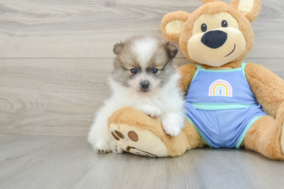 Playful Pomeranian Baby