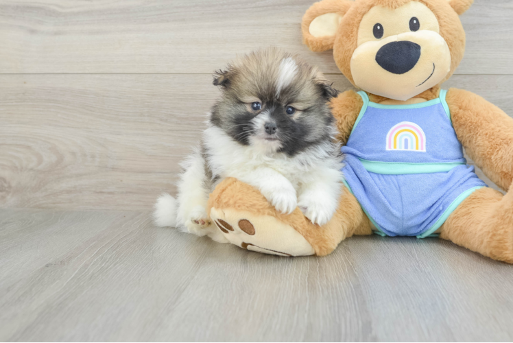 Pomeranian Pup Being Cute