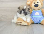 8 week old Pomeranian Puppy For Sale - Seaside Pups