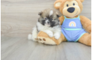 Pomeranian Pup Being Cute