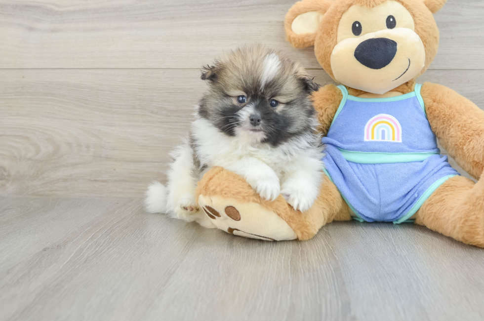 5 week old Pomeranian Puppy For Sale - Seaside Pups