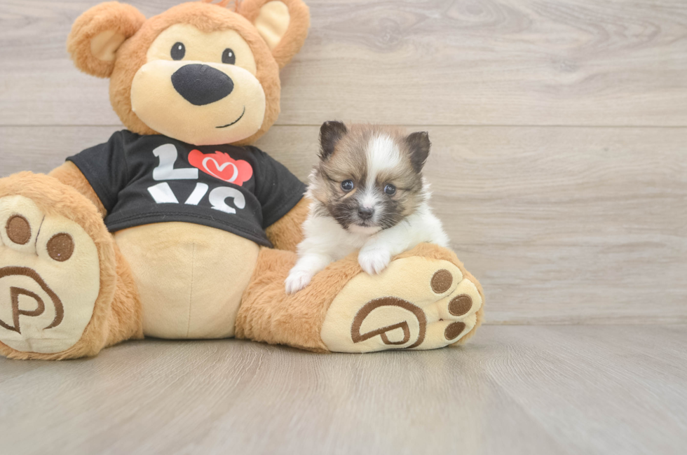 5 week old Pomeranian Puppy For Sale - Seaside Pups