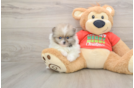 Pomeranian Pup Being Cute