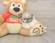 8 week old Pomeranian Puppy For Sale - Seaside Pups
