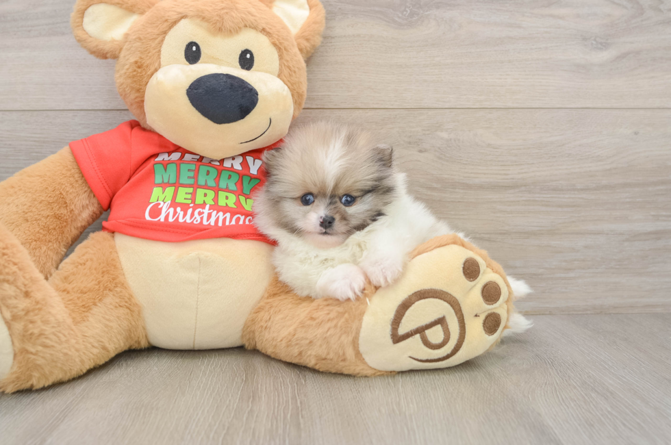 5 week old Pomeranian Puppy For Sale - Seaside Pups